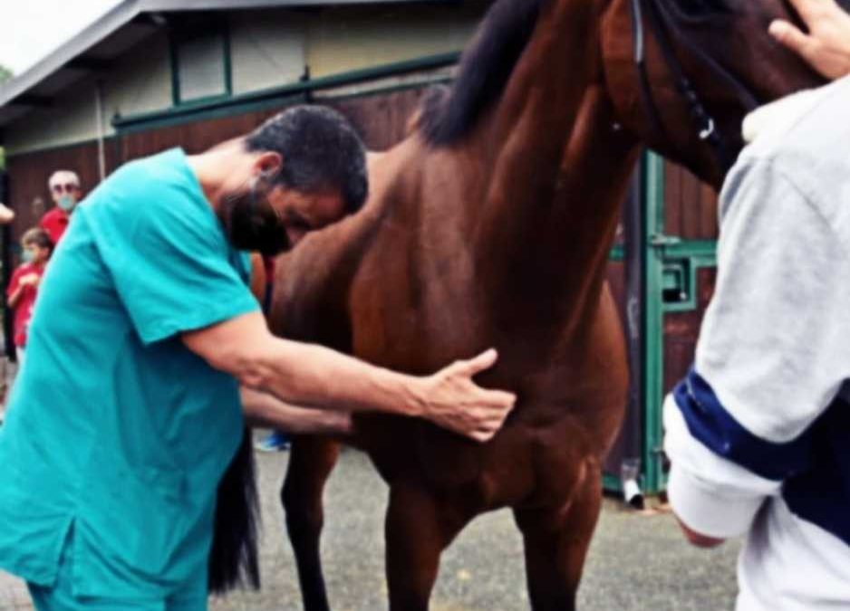 Bracciano, ritrovati 6 cavalli rubati – Sanzioni per oltre 100.000 euro