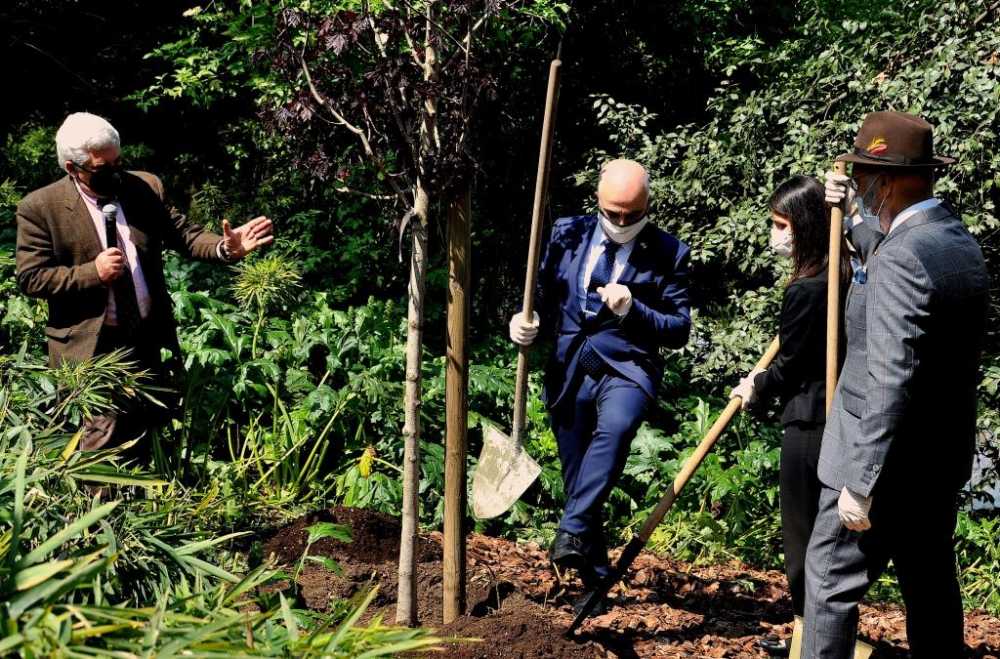 MDG_8071_piantumaz_4