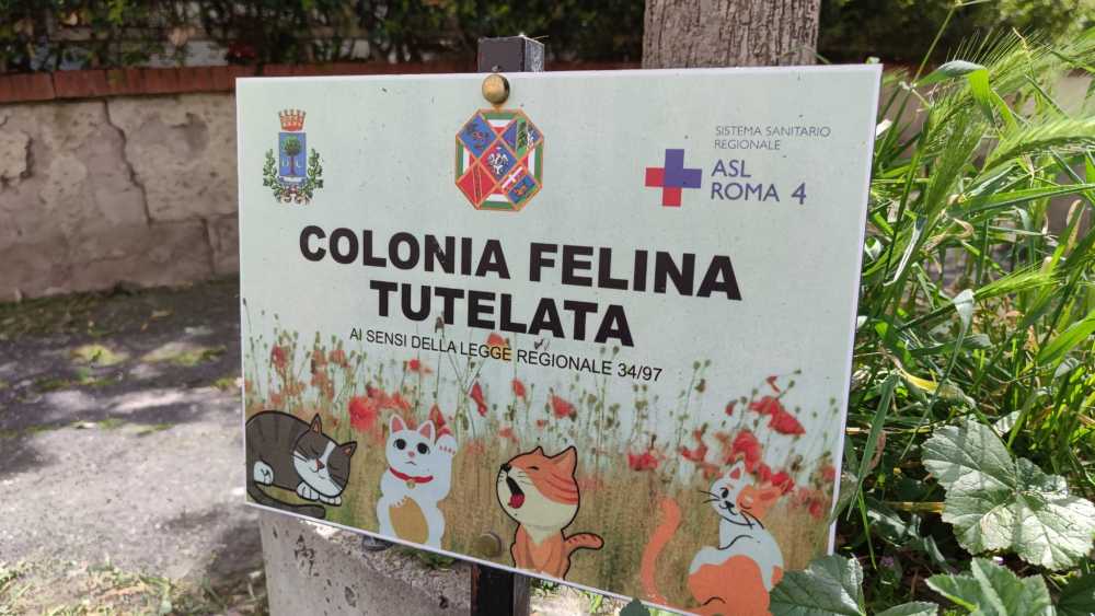 colonia felina civitavecchia comune asl roma 4 2 colonia felina civitavecchia comune asl roma 4 1