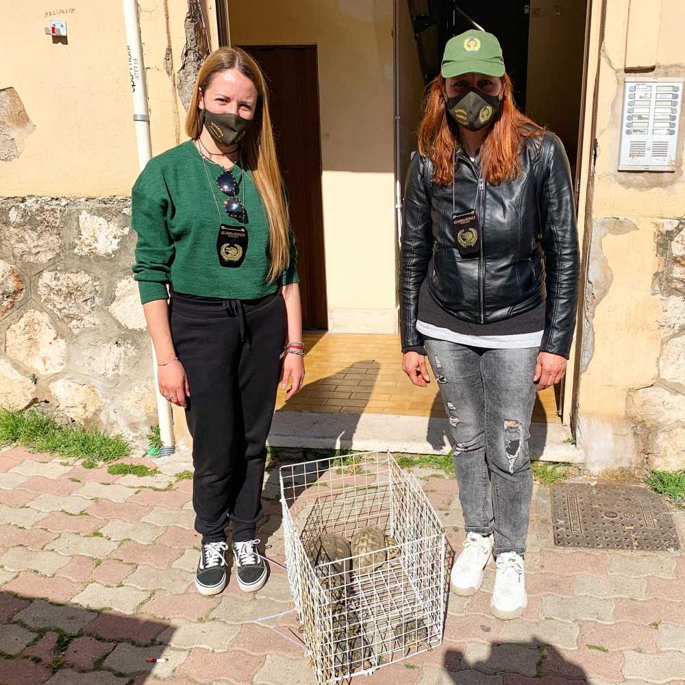 nogra sequestro animali nogra sequestro animali