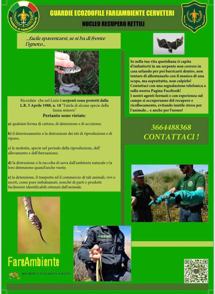 recupero rettili Ecozoofile di Fare Ambiente di Cerveteri