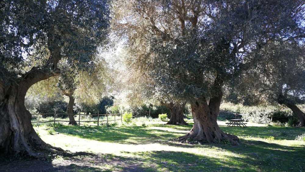 UniAgraria Civitavecchia: “Bonifica e manutenzione degli ulivi”