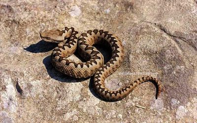 serpente serpenti bracciano