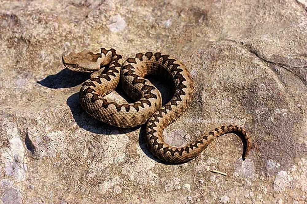 serpente serpenti bracciano