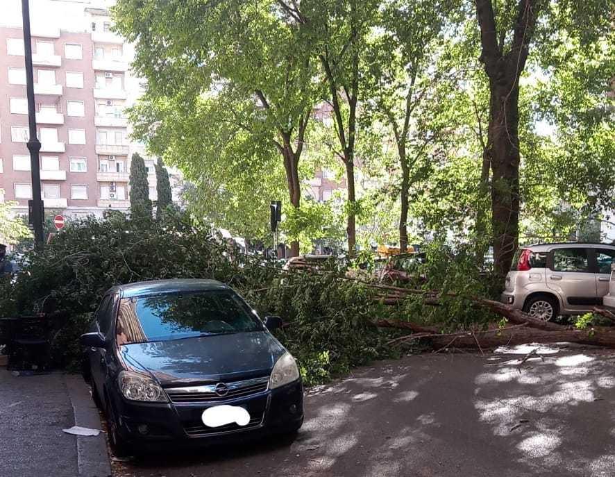 albero caduto