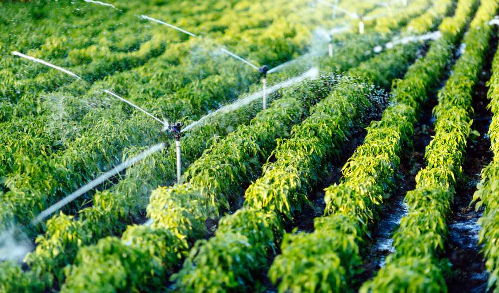 Sbloccati 20 milioni di euro a favore delle aziende agricole