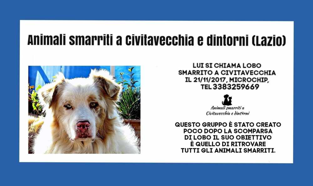 “E se i cani scomparsi fossero morti poi smaltiti senza lettura del chip?”
