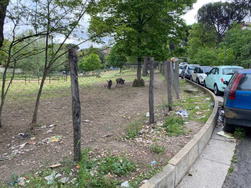 cinghiali monte mario 1