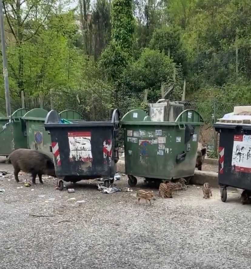 cinghiali monte mario