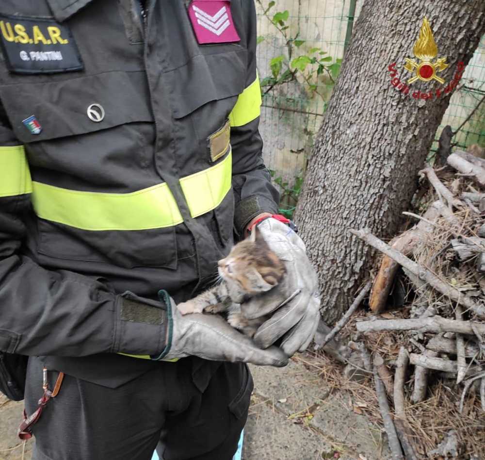 gattino salvato fregene vvf vigili fuoco pompieri gattino salvato fregene vvf vigili fuoco pompieri