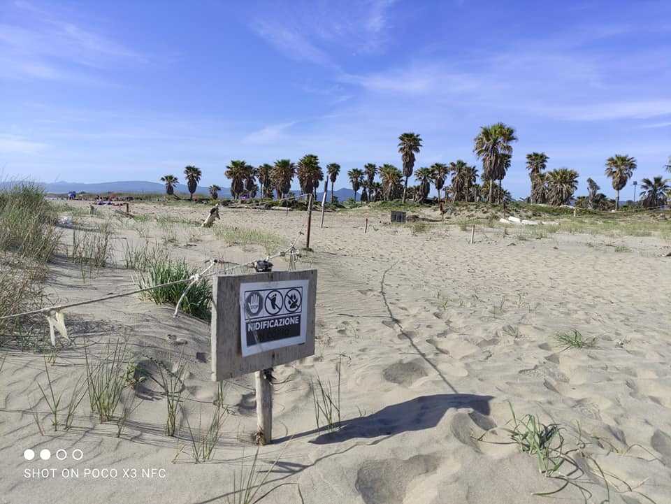 nidi torre flavia nidi torre flavia