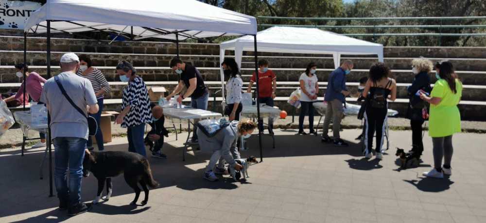 Ben 150 microchip impiantanti ai cagnoloni di Civitavecchia