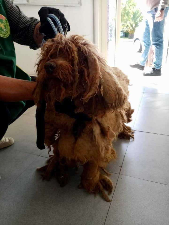 whisky cagnolone Guardie Ecozoofile Fareambiente Cerveteri whisky cagnolone Guardie Ecozoofile Fareambiente Cerveteri