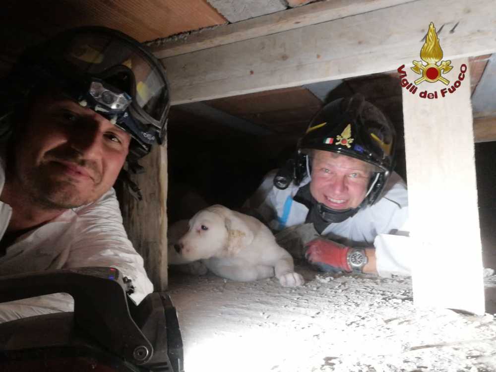 cagnetto vvf vigili fuoco pompieri 1 cagnetto vvf vigili fuoco pompieri 1