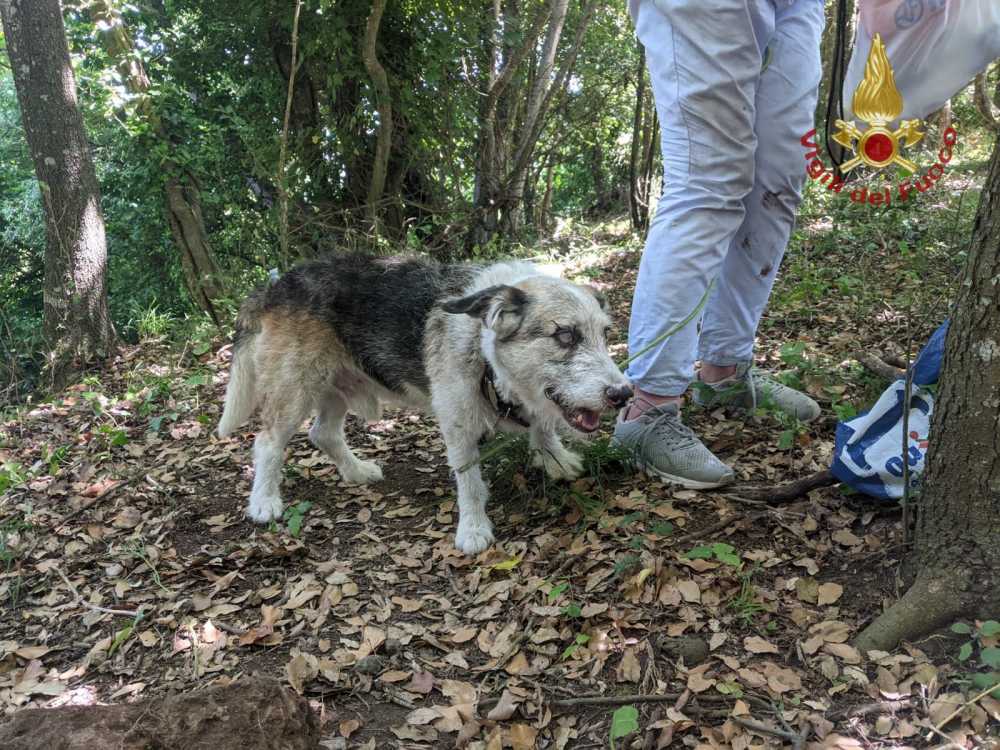 cane salvato vvf pompieri vigili fuoco