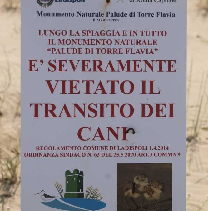 Nidi a Torre Flavia, transito vietato ai cani