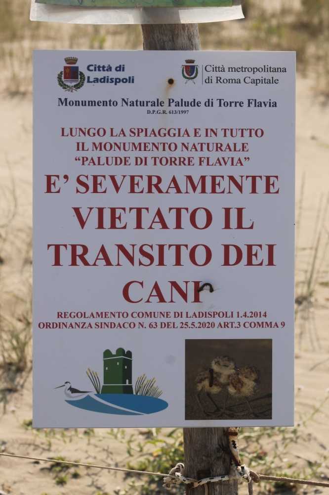 cani torre flavia cani torre flavia