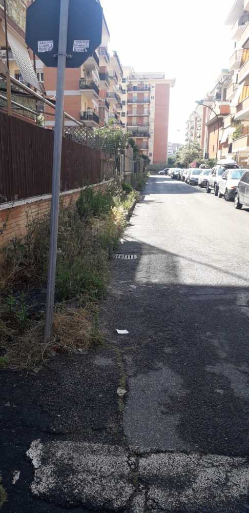 erba alta ladispoli erba alta ladispoli