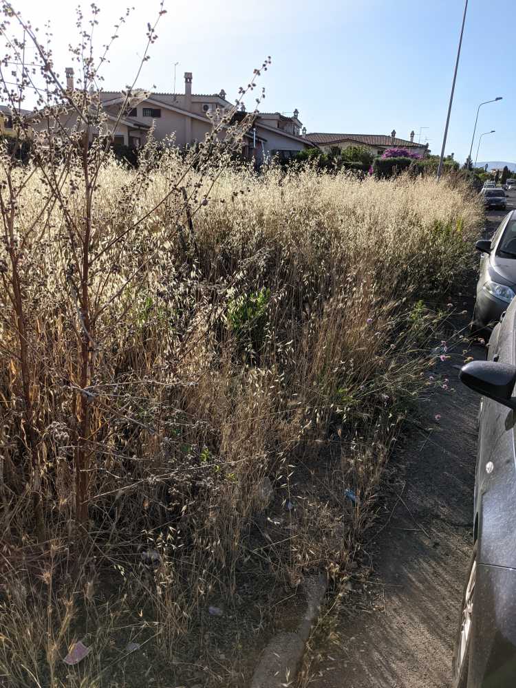 erba alta viale mediterraneo
