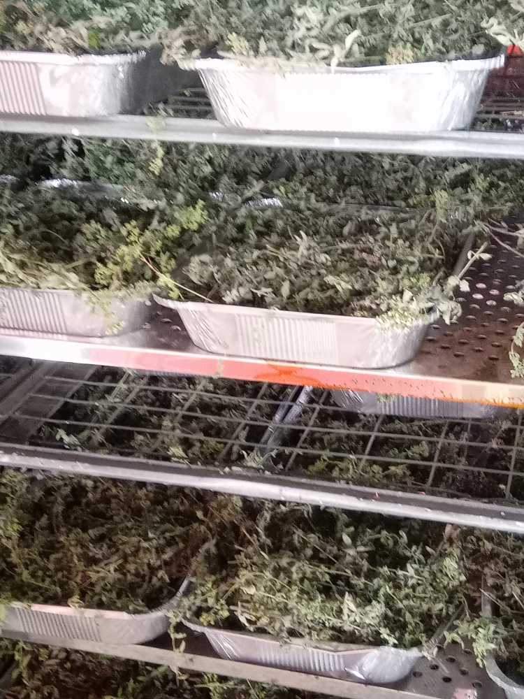 origano