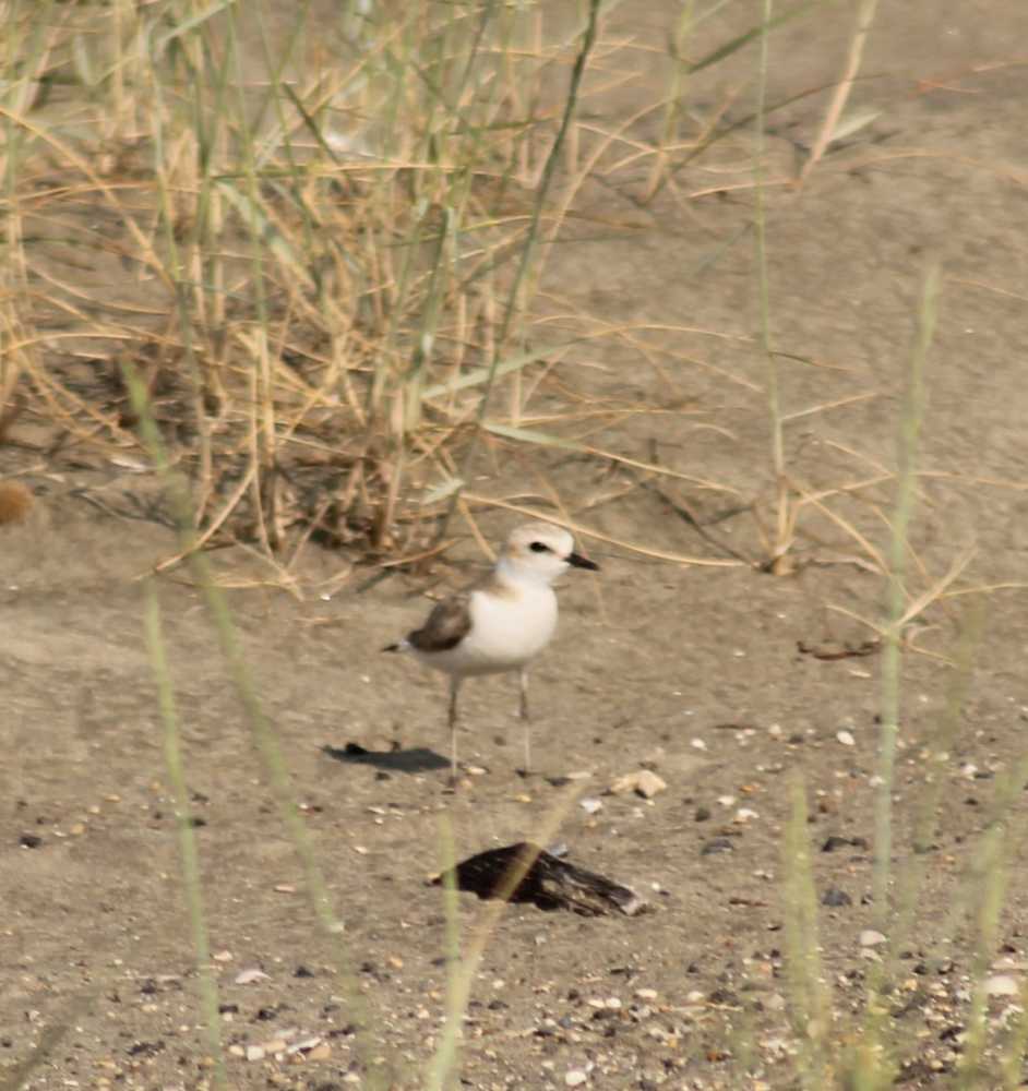 pulli fratino torre flavia pulli fratino torre flavia