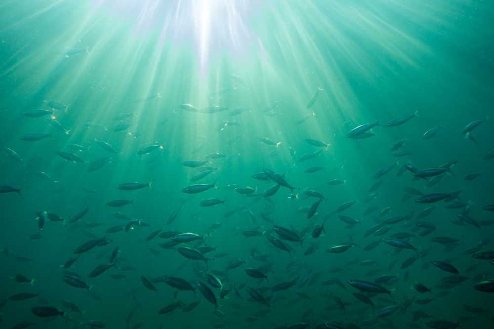 pesca