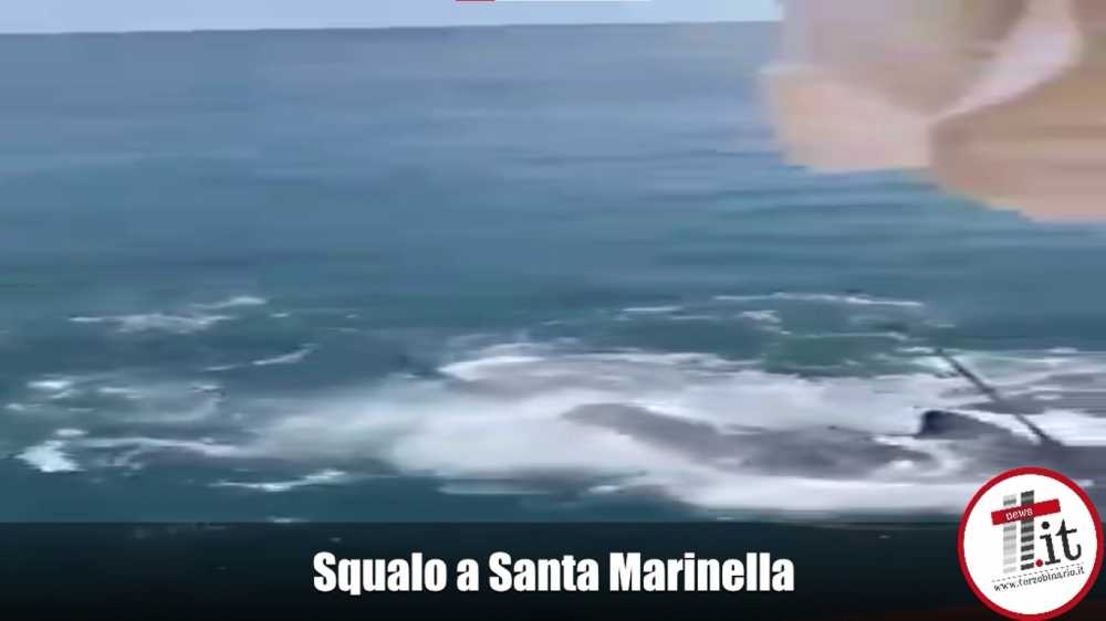 squalo santa marinella