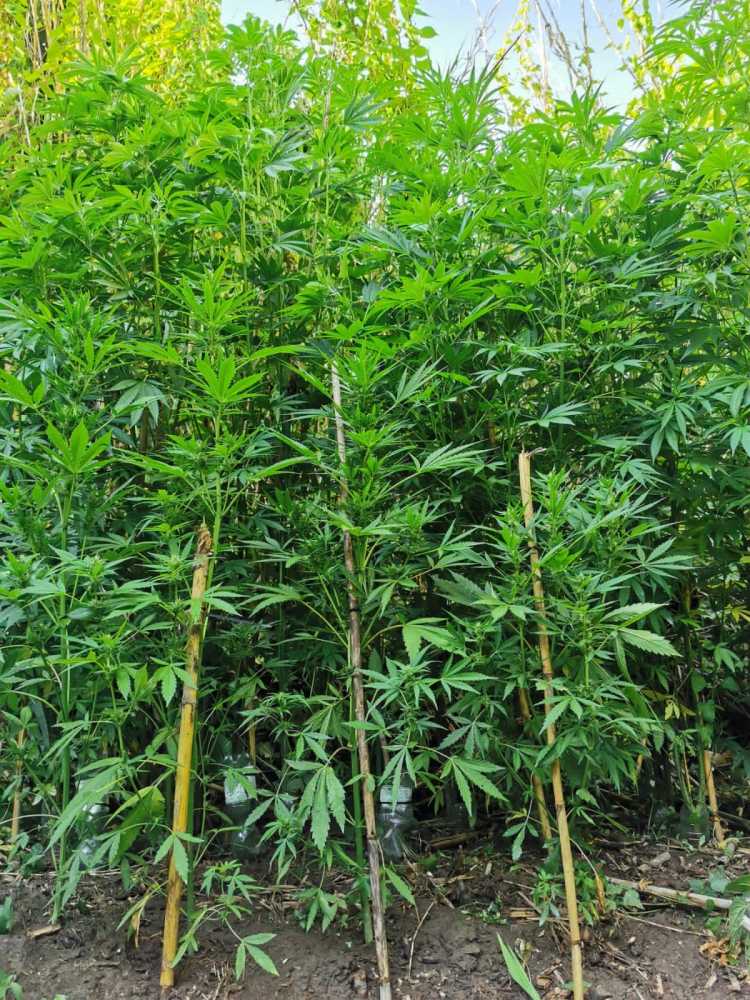 2021-07-06 Morlupo - 1 arresto per piantagione di Canapa Indiana carabinieri