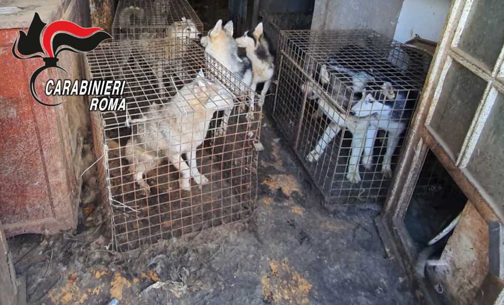 I Carabinieri all'interno del Lager canile husky