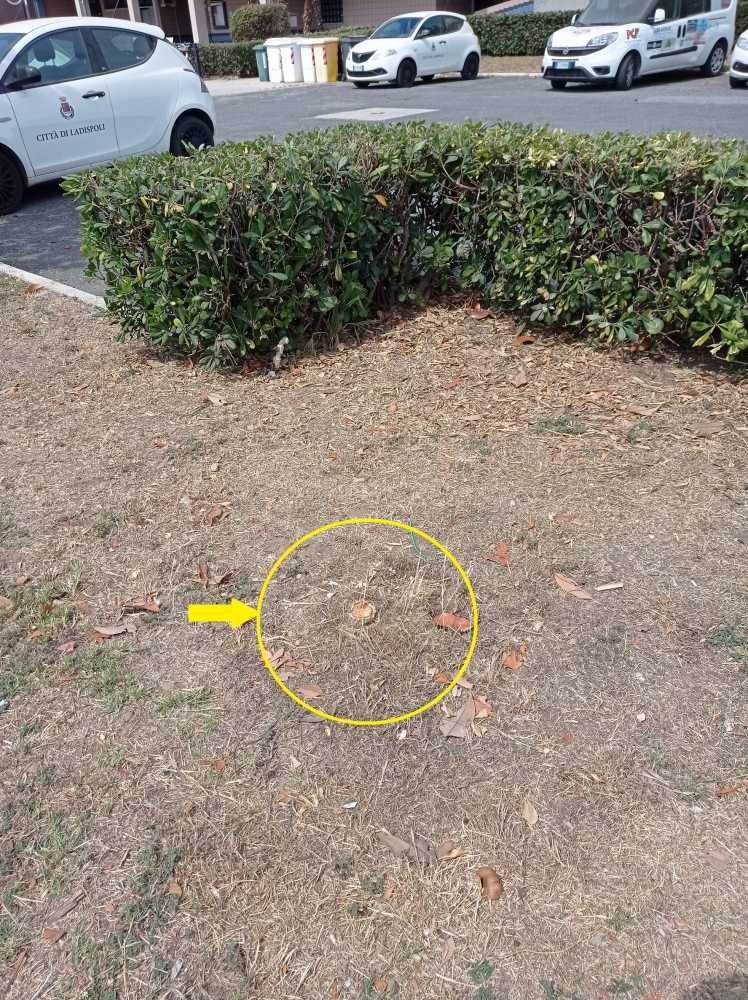 Luglio 2021 foto-illumino di meno ladispoli Luglio 2021 foto-illumino di meno ladispoli