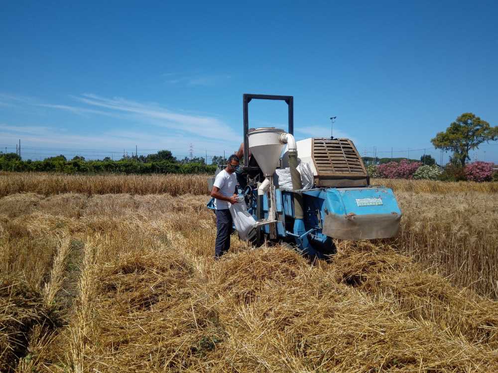 agraria cardarelli tarquinia agraria cardarelli tarquinia