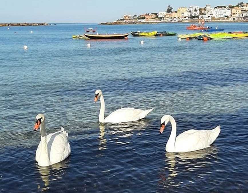 Tornano i cigni a Santa Marinella
