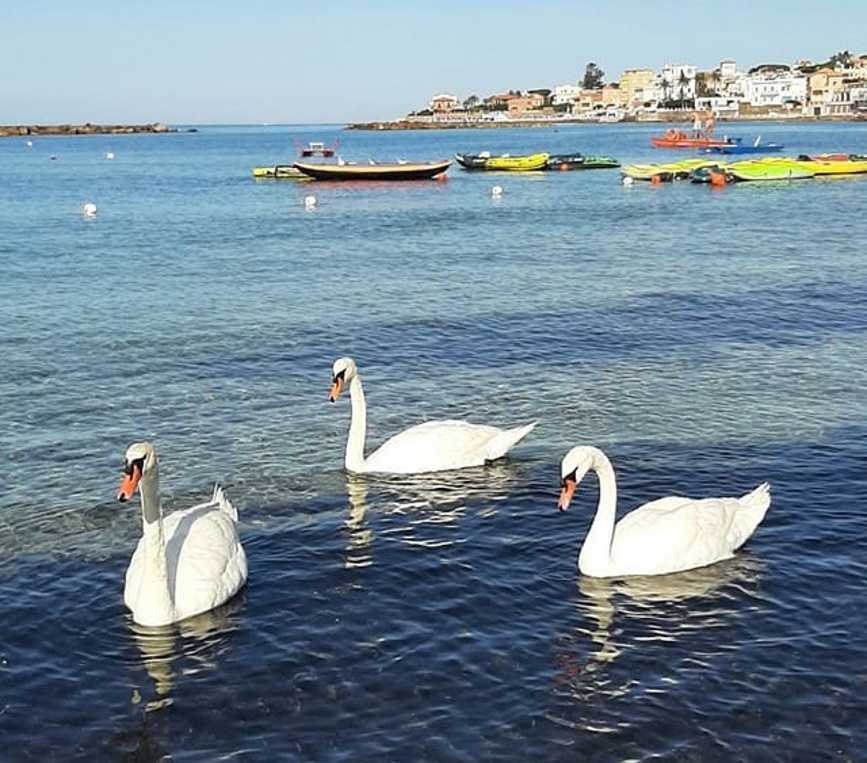 cigni passeggiata santa marinella