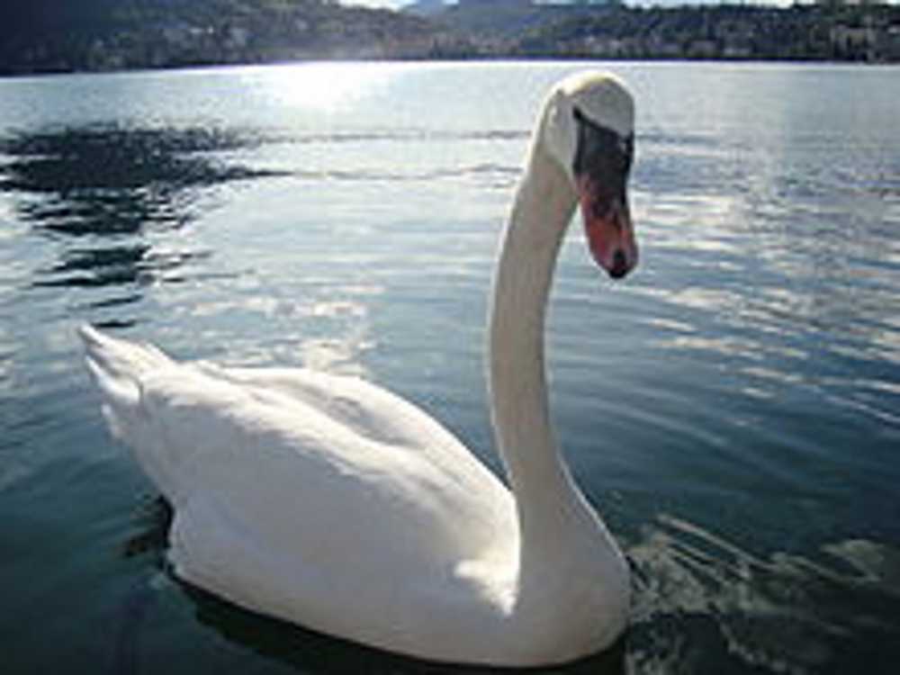 cigno tumore lago bracciano