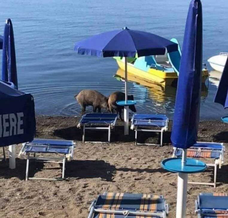 cinghiali bevono lago bracciano trevignano cinghiali bevono lago bracciano trevignano