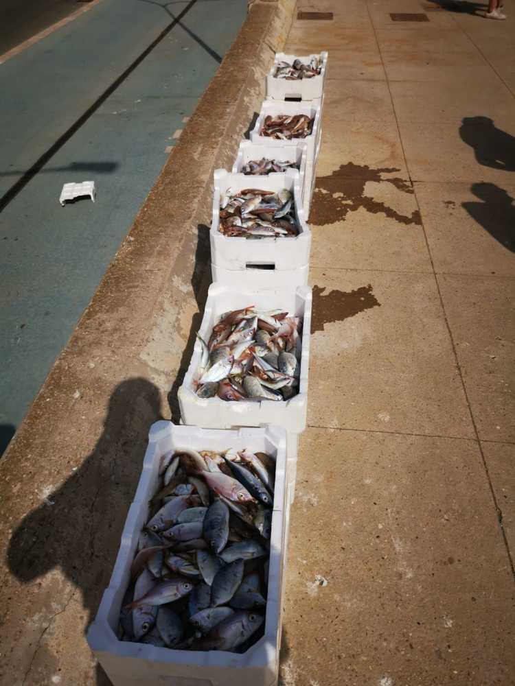 pesce sequestrato pesce sequestrato