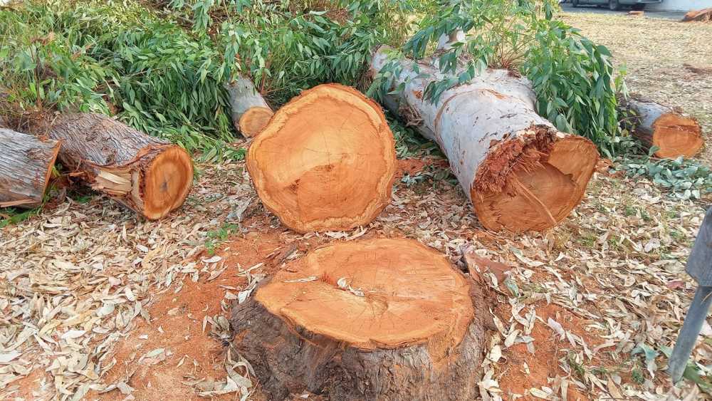 abbattimento alberi cerveteri cerenova