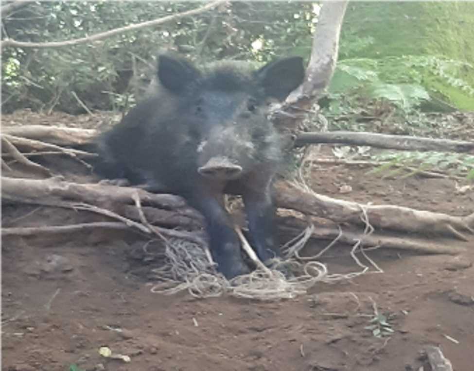 cinghiale liberato bracciano