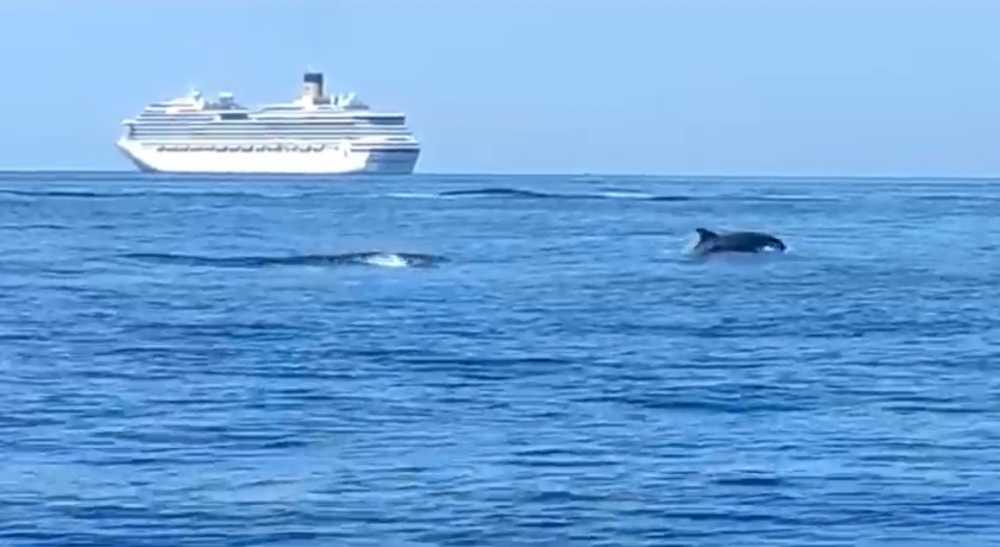 delfini civitavecchia