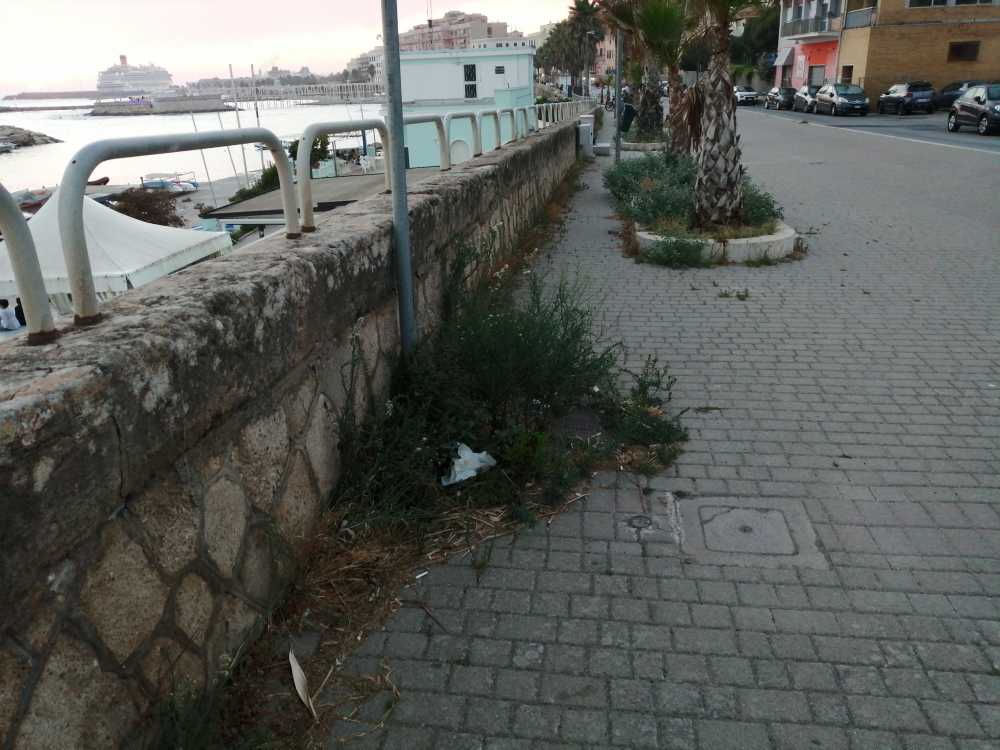 lungomare thaon revel civitavecchia erbaccia erba alta sporcizia (1)