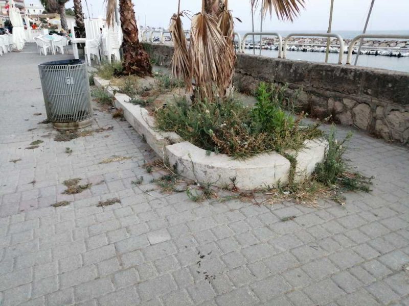 lungomare thaon revel civitavecchia erbaccia erba alta sporcizia (1)