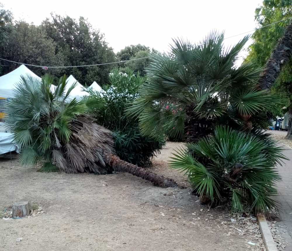 palme abbattute ladispoli