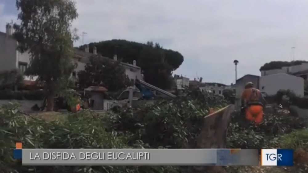 taglio alberi cerenova cerveteri