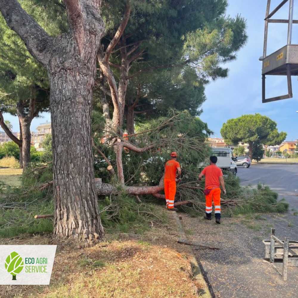 alberi ladispoli 2 alberi ladispoli