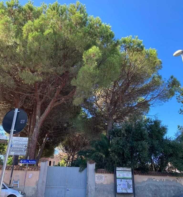 pini secolari convento immacolata santa severa pini secolari convento immacolata santa severa