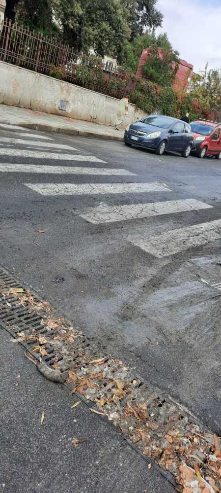 topo morto ladispoli