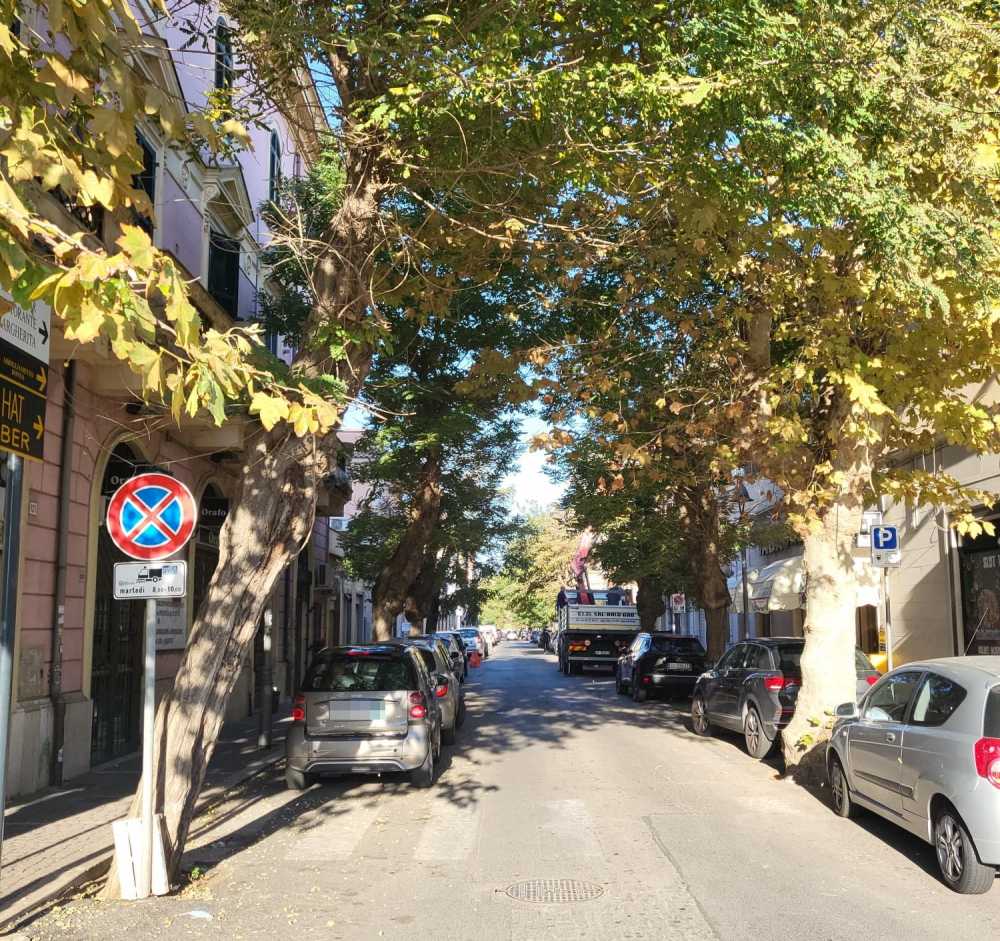 alberi ladispoli