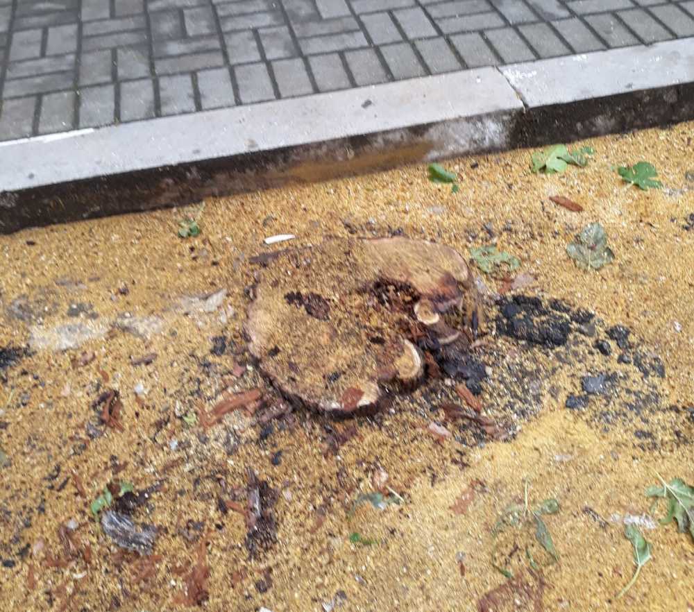 alberi tagliati ladispoli alberi tagliati ladispoli