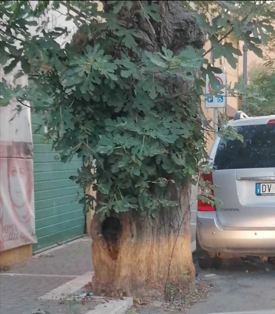 anima verde alberi duca abruzzi ladispoli