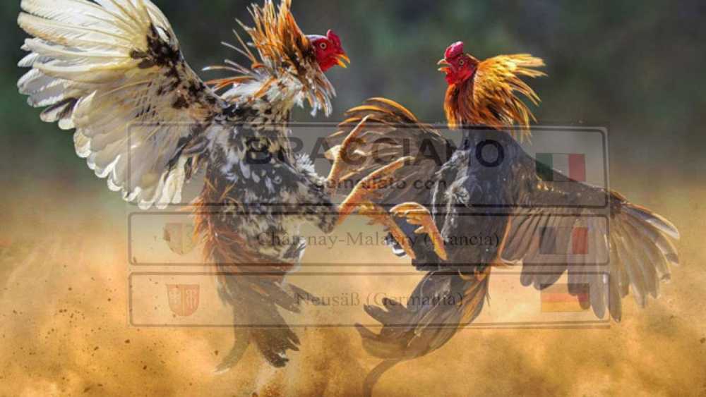 combattimento galli bracciano